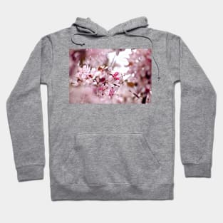 Spring Cherry Blossom Frame Hoodie